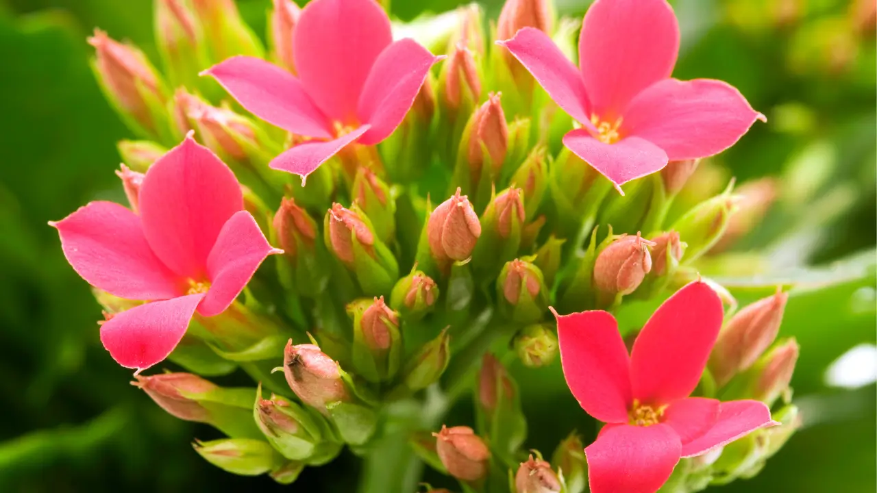 Flores rosa vibrantes de Kalanchoe blossfeldiana em vaso, ideal para suculentas que florescem o ano todo no Brasil.