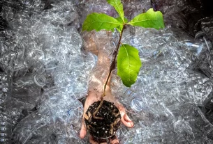 Uma mão segurando uma planta em meio a várias garrafas Pet para Horta Vertical com PET.
