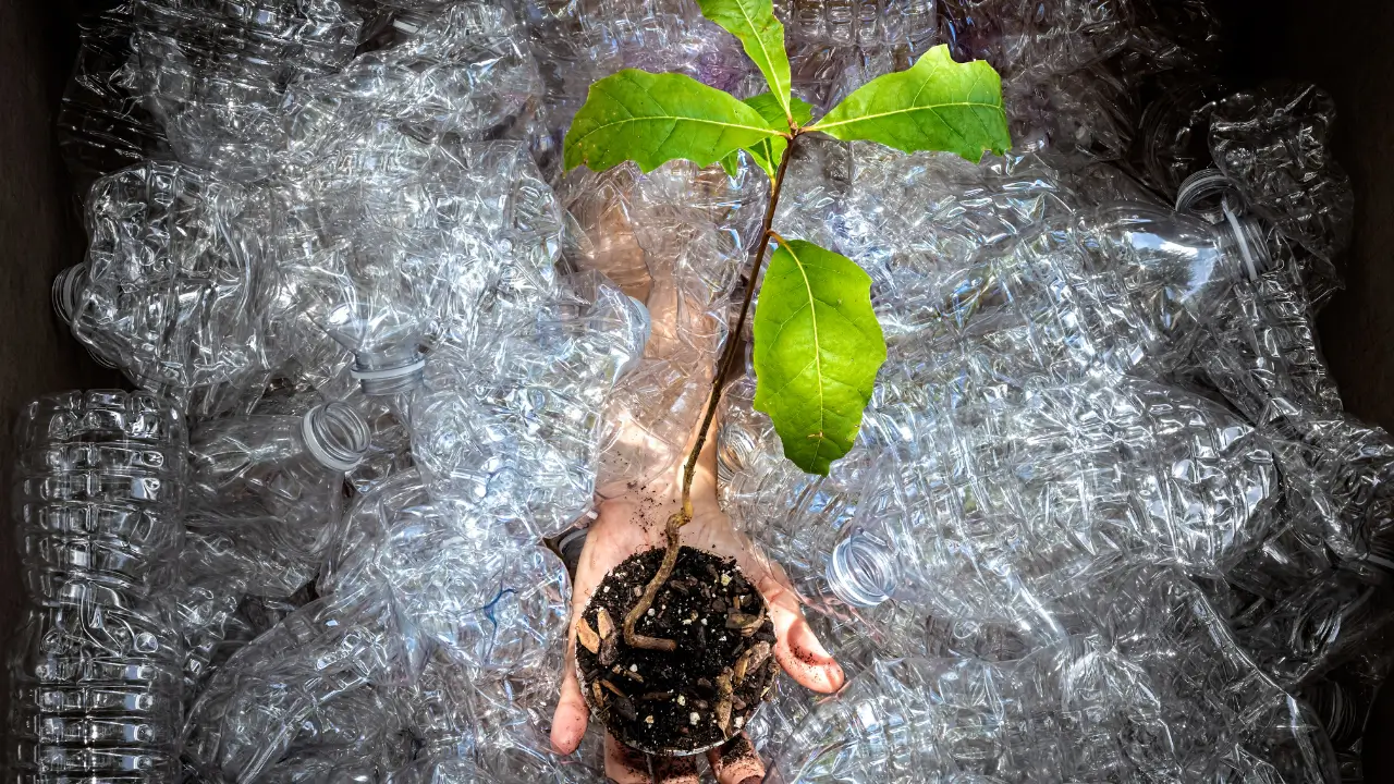 Uma mão segurando uma planta em meio a várias garrafas Pet para Horta Vertical com PET.