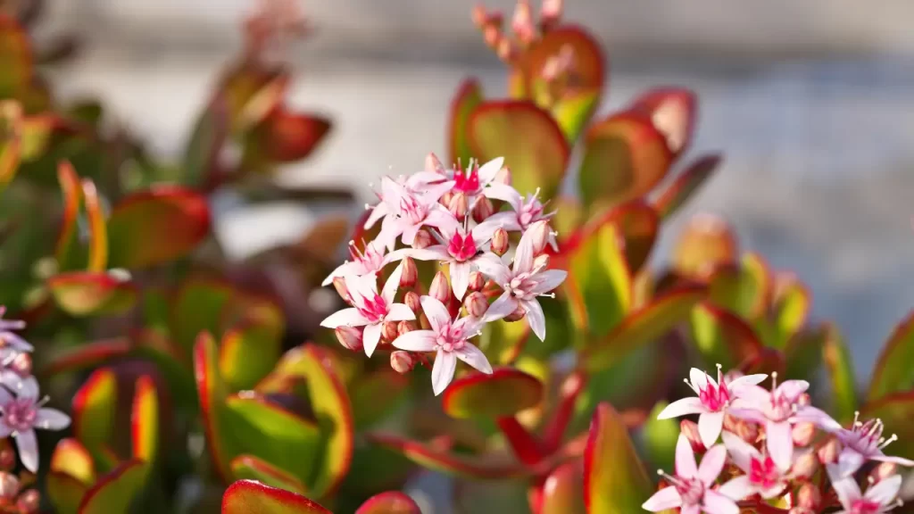 Crassula ovata com flores brancas em um quintal tropical, uma das suculentas que florescem o ano todo.