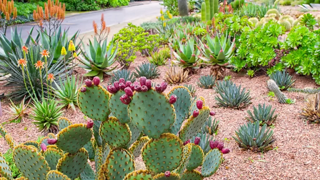 Jardim urbano vibrante com suculentas que florescem o ano todo, ideal para decoração em 2025.