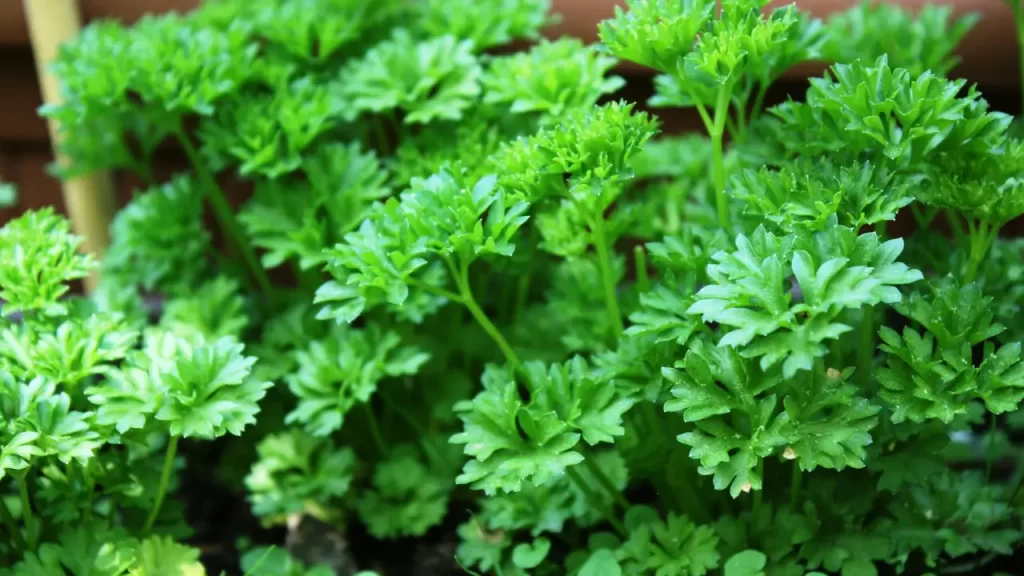 Como Cultivar Hortaliças em Apartamento