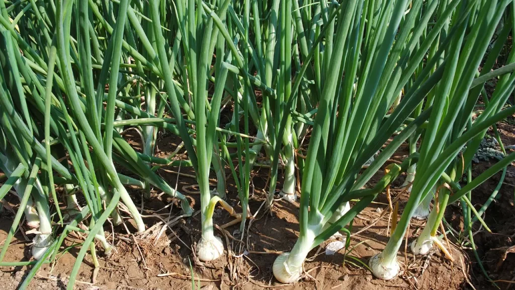 Como Cultivar Hortaliças em Apartamento