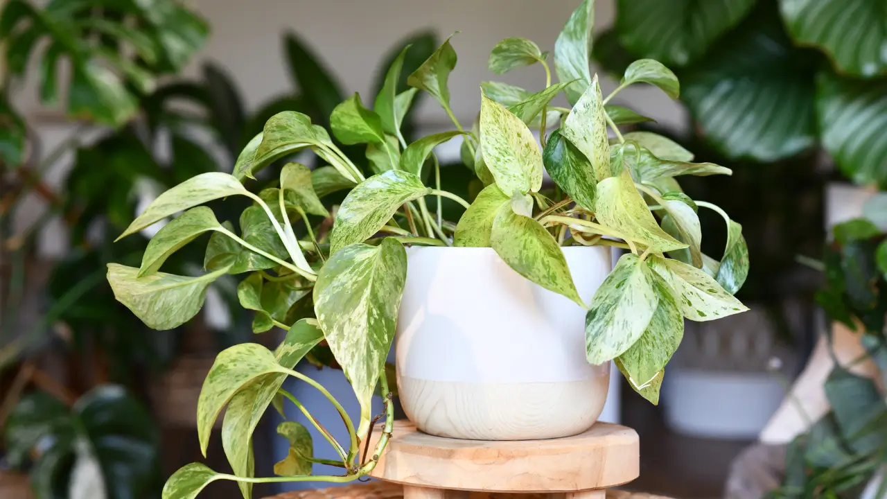 Plantas que Purificam o Ar