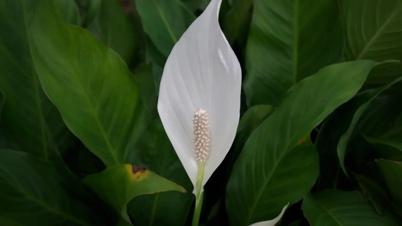 Plantas que Purificam o Ar