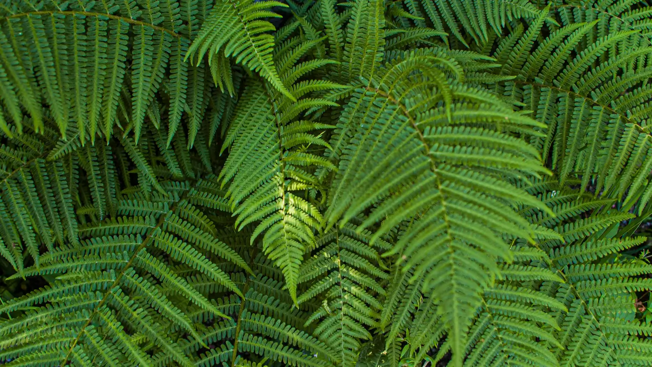 Plantas que Purificam o Ar