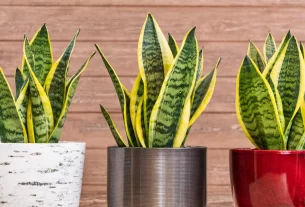 Plantas que Purificam o Ar