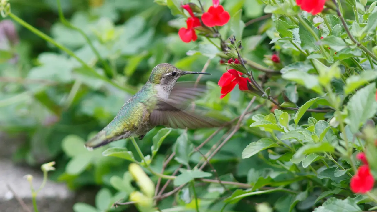 Close de um beija-flor se alimentando de uma flor de sálvia-vermelha em um jardim ensolarado e vibrante.