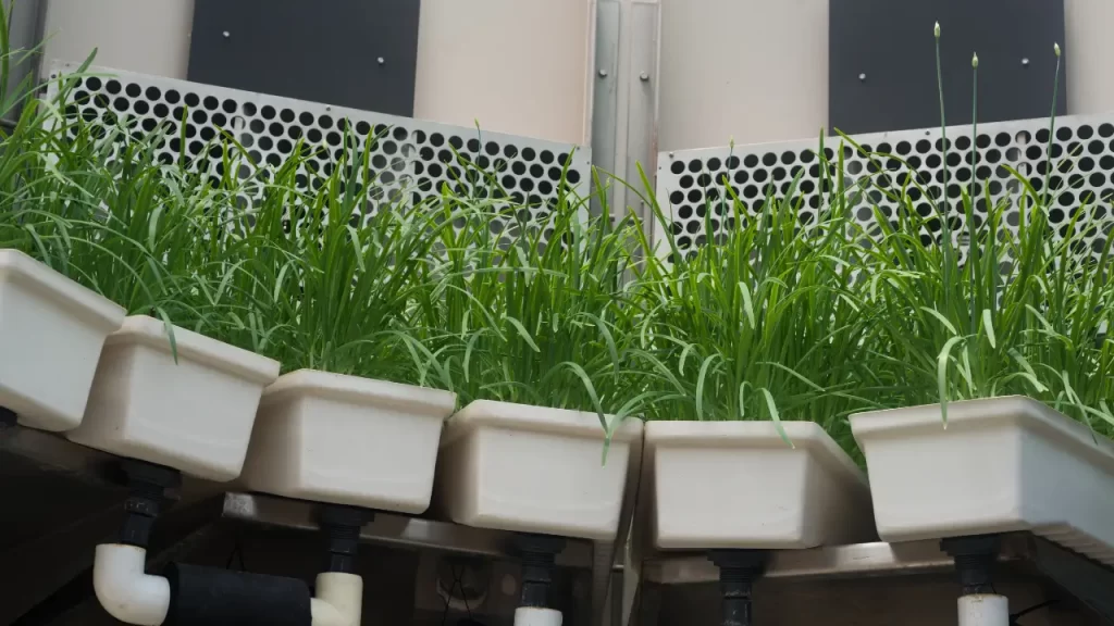 Cebolinha hidropônica, perfeita para pequenos espaços em 2025.