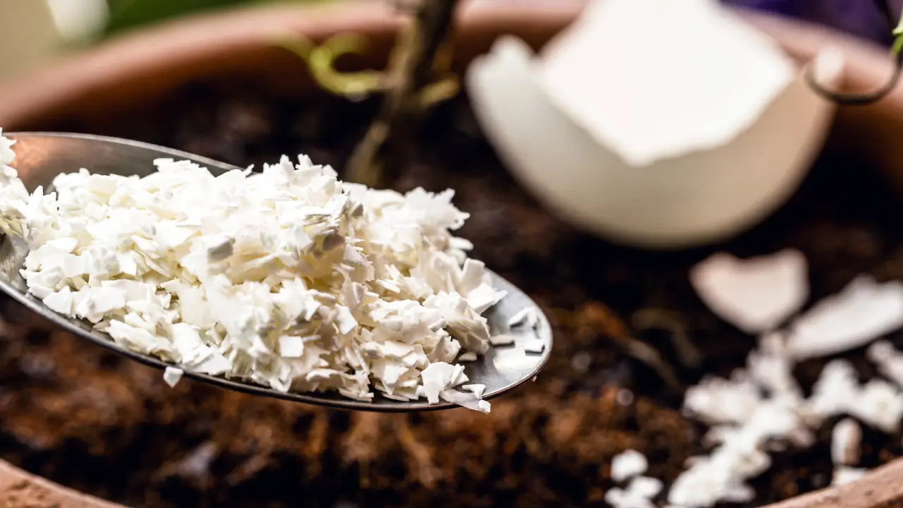 Casca de Ovo para Adubo orgânico