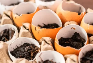 Mistura de adubo com casca de ovo e café para plantas