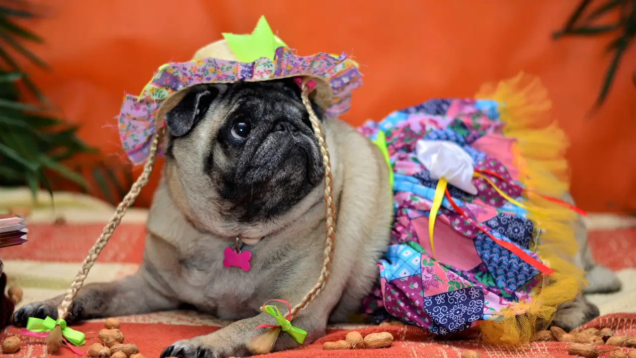 Detalhe de um Pet, com roupa e chapéu amarrados com fita.