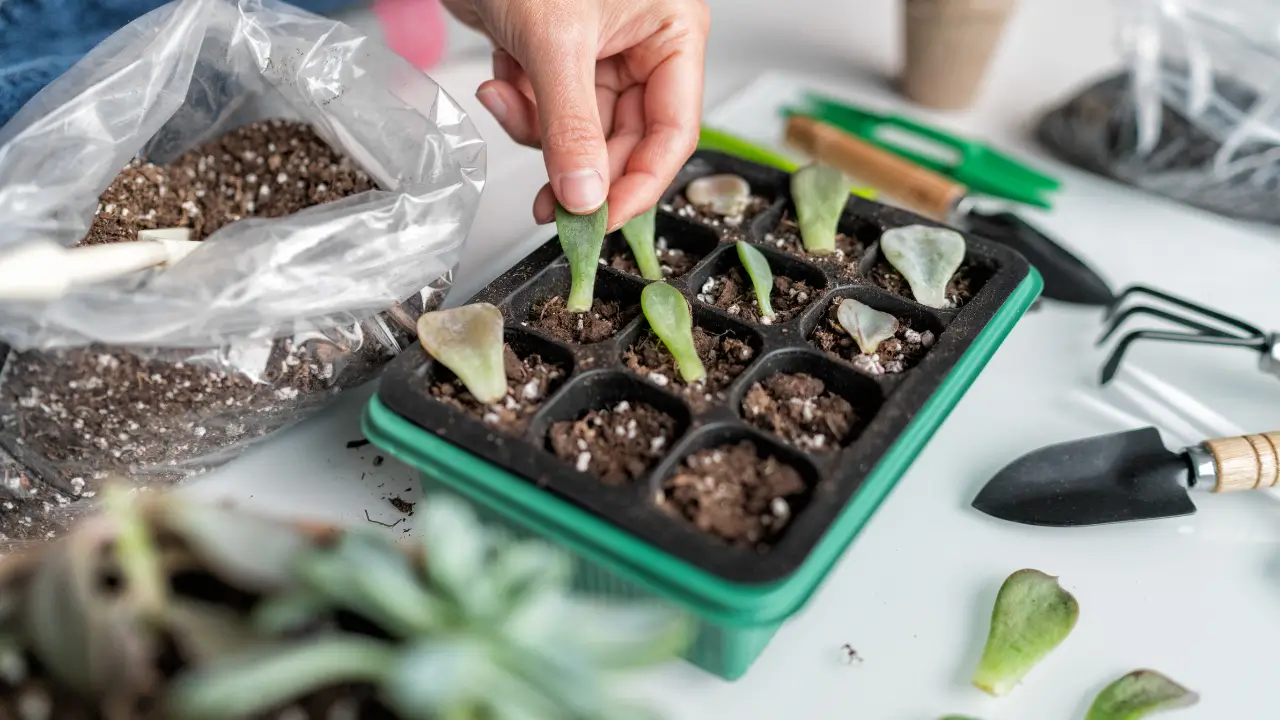 Close-up de mãos transplantando uma muda para um vaso novo, seguindo o guia prático de jardinagem.