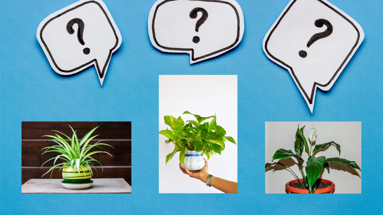 Ilustração de um ponto de interrogação sobre ícones de plantas, representando a ferramenta para escolher a planta certa.