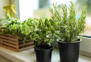 Vasos com alface, rúcula e hortelã crescendo viçosas na janela de um apartamento, demonstrando o cultivo de hortaliças na sombra.