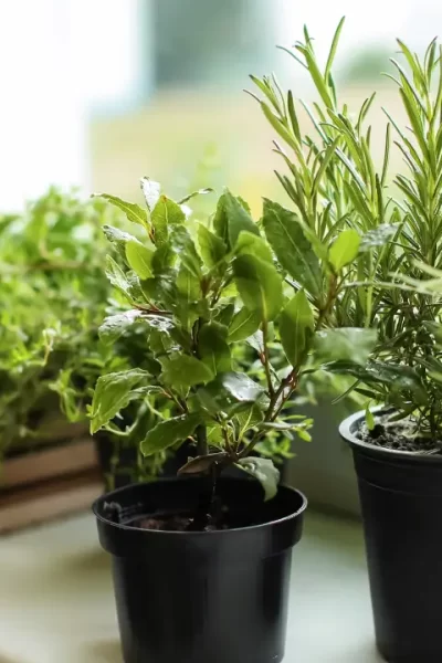 Vasos com alface, rúcula e hortelã crescendo viçosas na janela de um apartamento, demonstrando o cultivo de hortaliças na sombra.