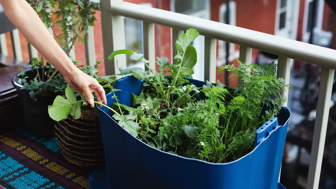 Pequena horta em varanda de apartamento com plantas vibrantes graças ao adubo orgânico.
